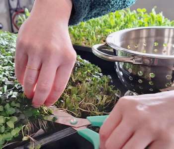 Wasatch Community Gardens - Adult Education Program Overview