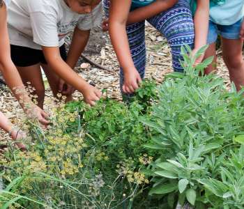 Wasatch Community Gardens - Youth & School Program Overview